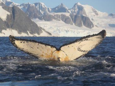 Полярников со станции "Академик Вернадский" порадовали необычные гости: два кита-горбача 