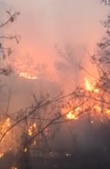 В Закарпатье бушующий огонь охватил огромный лес