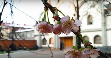 "Японська вишня" з якогось дива зацвіла у місті над Латорицею