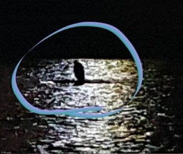 "Дикого моржа" виявили у річці в центрі Ужгорода