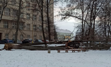ЧП в Ужгороде: Возле ОГА гигантская ветка разрушила детскую площадку