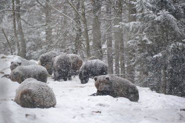На Закарпатье аномальная зима не дает медведям впасть в зимнюю спячку