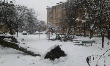 Закарпаття. В Мукачеві через негоду дерево впало на дитячу площадку