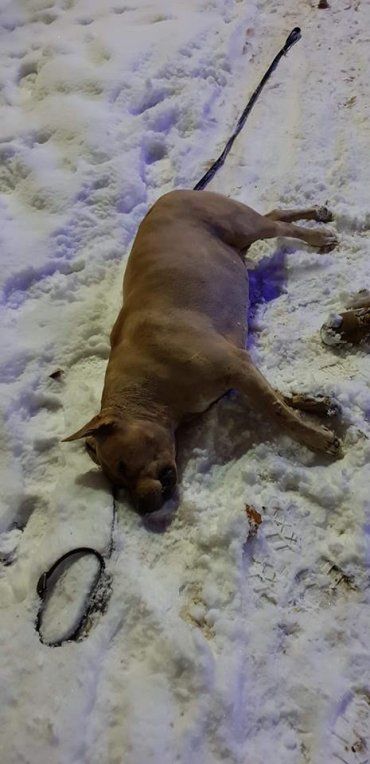 В Ужгороді струмом вбило собаку — водом вуличного освітлення!