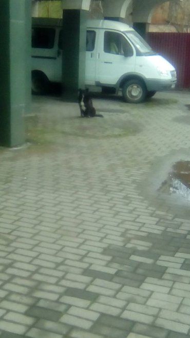 Будьте осторожны: В Ужгороде неадекватный пёс покусал маленького мальчика