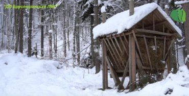 Закарпаття: Лісівники Брустурянського ЛМГ рятують звірів від суворих морозів на Тячівщині