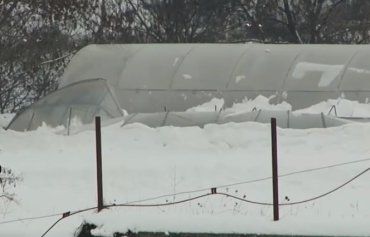 Закарпаття. Під вагою снігу позавалювалися теплиці у Заріччі на Іршавщині