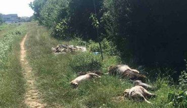  В Закарпатье избавились от трупов домашних животных, разбросав их вдоль улицы 