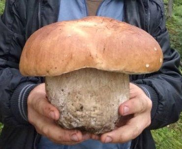 Лісівники Закарпаття вихваляються грибами-велетнями