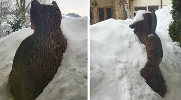 Закарпаття. Ведмедя засипало снігом у Міжгір’ї