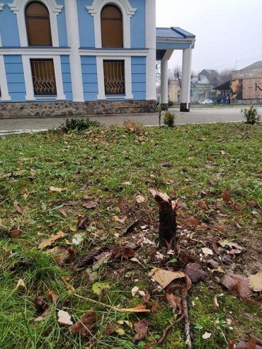 Похитители Рождества: В Закарпатье вандалы украли елку со двора храма 