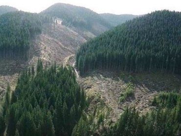 Экологическая ситуация в Карпатах: Возобновили мораторий на сплошную вырубку леса