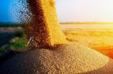 ООН: Из-за войны в Украине в мире резко выросли цены на пшеницу, кукурузу и растительные масла