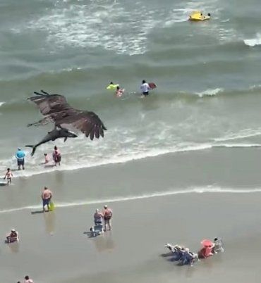 Схватка орла и акулы в воздухе: В сети опубликовали поразительные кадры