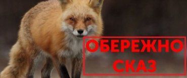 В Закарпатье оперативно принимают меры из-за бешеной лисы