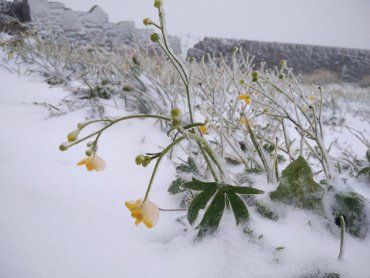 В горах Закарпатья ударил мороз и пошел первый снег сезона