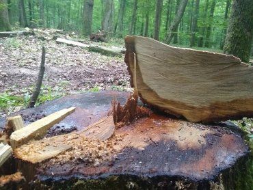Леса нещадно уничтожают: Пост о массовой вырубке дубов недалеко от Ужгорода разместили в соцсети