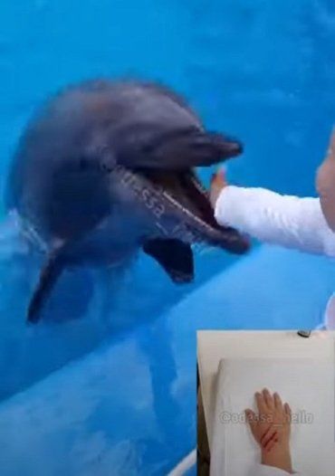 В Одессе на представлении дельфин схватил мальчика за руку