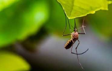 Африканская малярия атакует Украину! - В Харькове спасают женщину от смертельной болезни