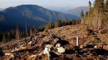 Збитки на мільйони гривень: В Закарпатті викрили схему з вирубки лісів