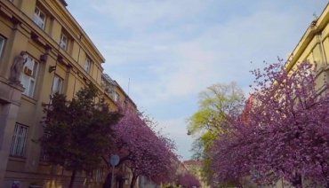 Не перестаешь восхищаться: В сети опубликовали видео яркого, цветущего Ужгорода