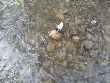 В Закарпатье местный житель, купаясь в реке, наткнулся на опасный "сюрприз"