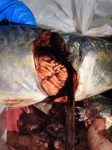 Уроды, травят народ: В Закарпатье супермаркет продает рыбу с червями, покупатели в шоке