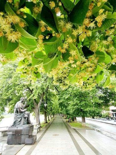 Дышите липами: Пользователи сети делятся фото цветущих лип в областном центре Закарпатья 
