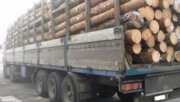 Закарпаття. Вантажівки із деревиною з іршавської заправки викрали члени ГО "Доста", заявив Геннадій Москаль