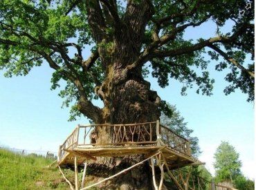 Закарпаття. Найстаріші дерева України ростуть у селі Стужиця