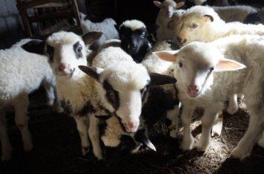 Закарпаття. У вівчарів Тячівщини – сезон поповнення в отарах 