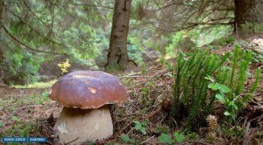 Зібрані в Карпатах гриби можна зробити євробрендом