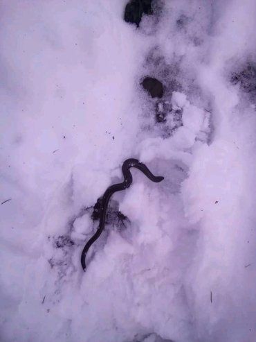Змії прокинулися від зимової сплячки у Карпатських горах!