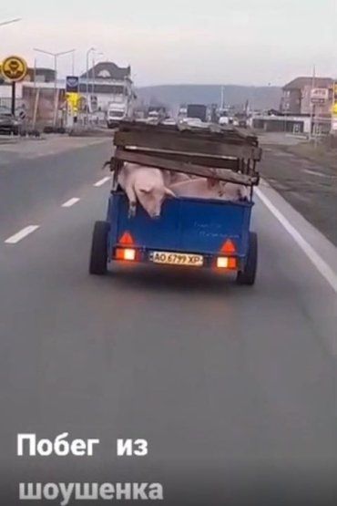В Закарпатье фермер потерял свинью на дороге - курьезное видео побега 