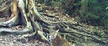 Большая редкая кошка попала в фотоловушку в лесу в Закарпатье
