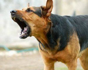 В Закарпатье стая собак напала на прохожую женщину 