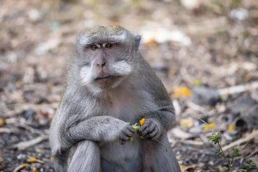 Оспа обезьян надвигается на Закарпатье: Плюс ещё одна страна-соседка