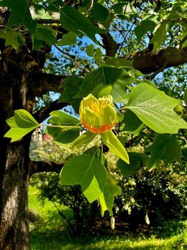 В Ужгороде зацвело редкое для Украины дерево-экзот Лириодендрон тюльпановый