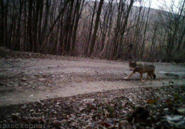 Люди изрядно напуганы: На Закарпатье стая диких волков держит в страхе целое село