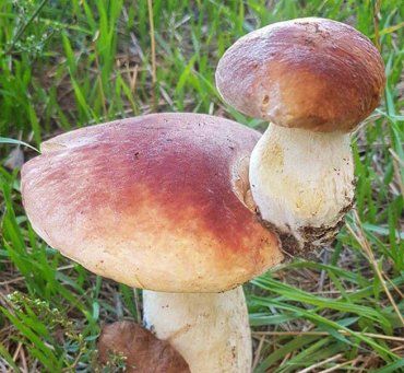В Закарпатье белых грибов так много, что можно собирать их друг с друга