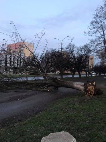 В Закарпатье огромное дерево упало на пешеходную часть 