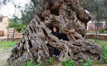 Древнее оливковое дерево на о.Крит