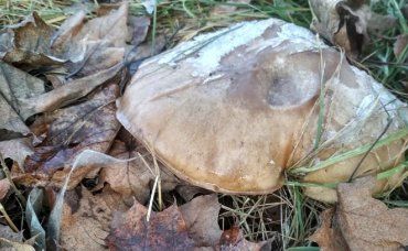 На Закарпатье даже в середине января находят грибы