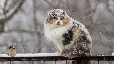 Мокрый снег принёс в Закарпатье кучу проблем: Объявлено штормовое предупреждение