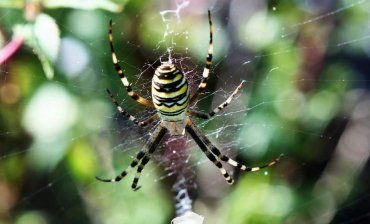В Закарпатье женщина наткнулась на большого ядовитого паука во дворе