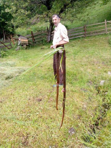 В Закарпатье людям пришлось забить до смерти 3-метровую змею