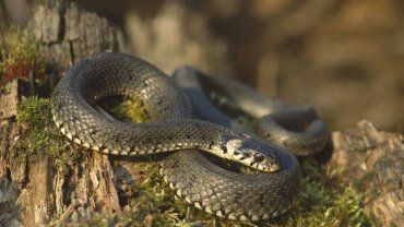 В Карпатах зафиксировали нападение змей 