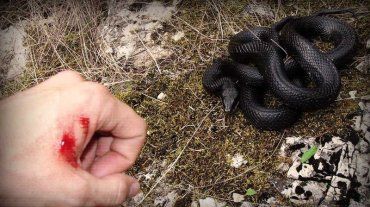 Ядовитая змея напала на женщину в Закарпатье - та в реанимации 
