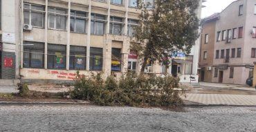 ЧП в Ужгороде: Ураганный ветер с корнями вырывал деревья 