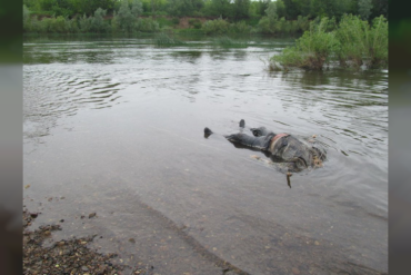 Возле Ужгорода из реки буквально выловили человеческий труп 